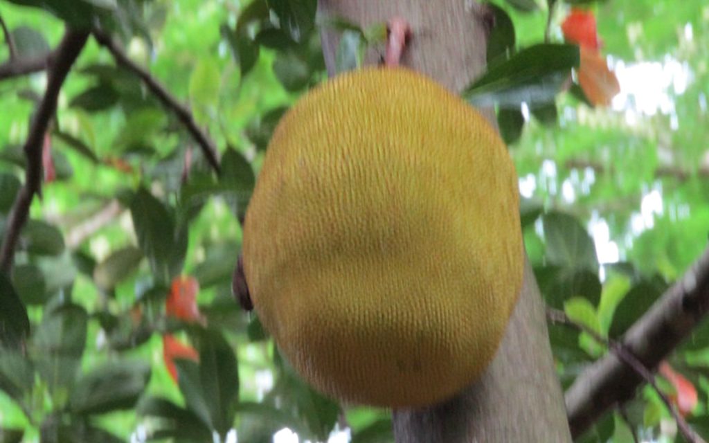 Plante tropicale représentative de la flore de l’île Maurice