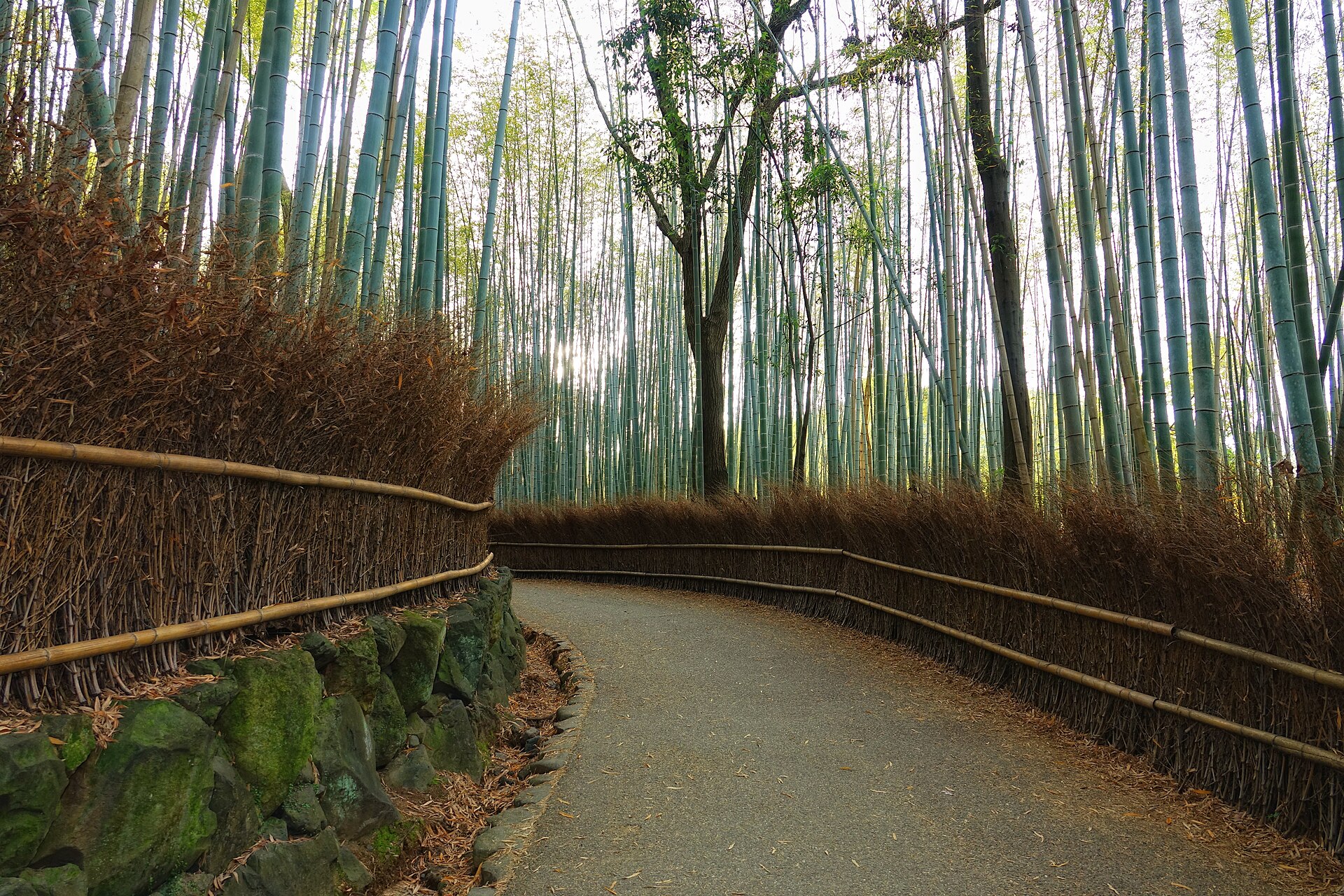 Bambouseraie d’Arashiyama à Kyoto pendant un itinéraire Japon de deux semaines